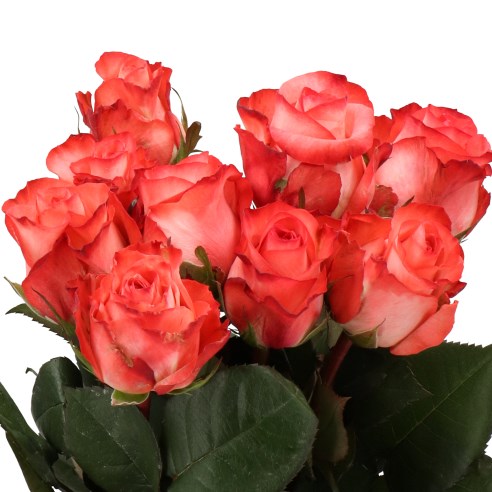 ROSE ICON