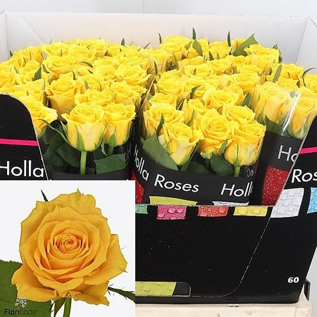 ROSE JACKPOT