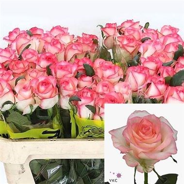 ROSE JUMILIA