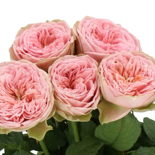 ROSE JUST BE