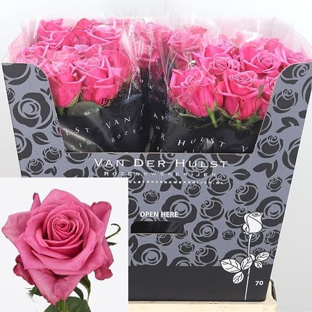 filter tidsplan Lil ROSE KISS ME KATE 50cm | Wholesale Dutch Flowers & Florist Supplies UK