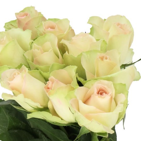 ROSE LA BELLE