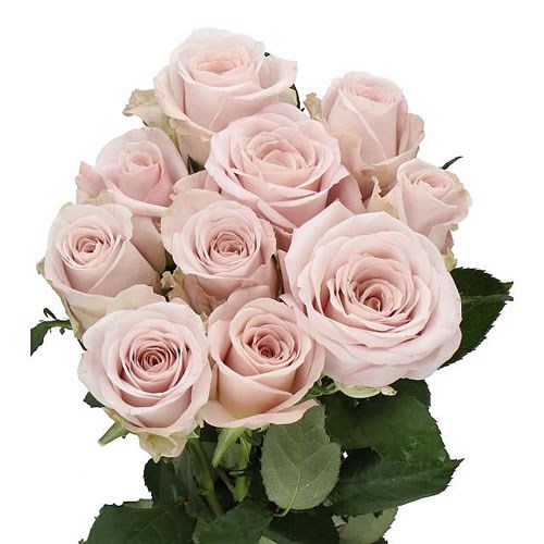 ROSE LA VIDA LOCA
