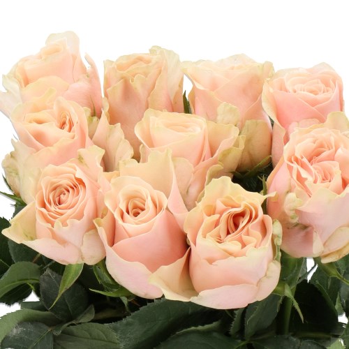 ROSE LADY LALA