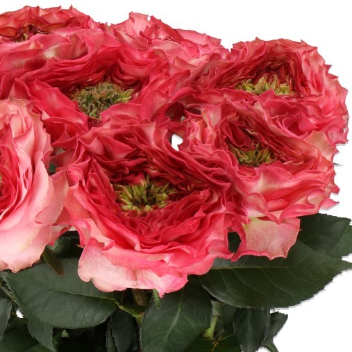 ROSE LADY SOMERSET