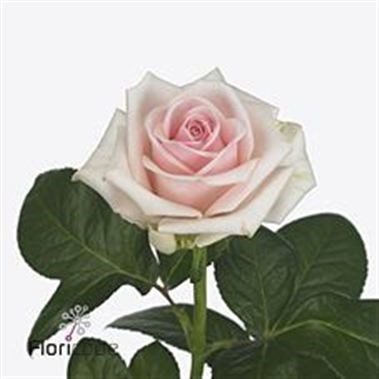 ROSE LAZISE