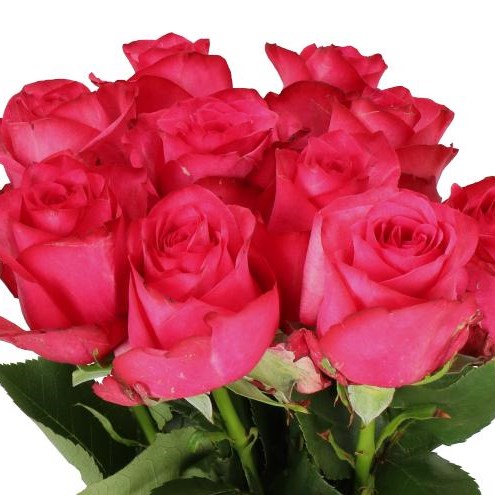 ROSE LOLA 60cm | Wholesale Dutch Flowers & Florist Supplies UK