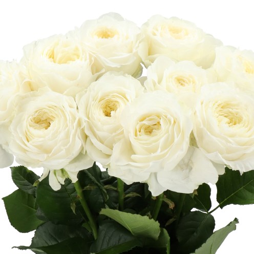 ROSE LOTTI