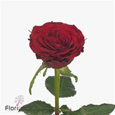 Rose love bird 40cm (Small headed)