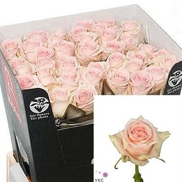 ROSE LOVELY DOLOMITI