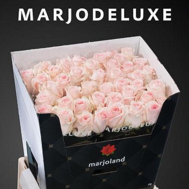 ROSE LOVELY DOLOMITI XL