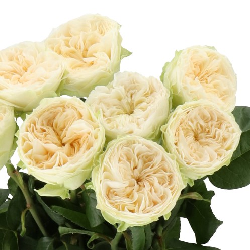 ROSE LOVELY HARPER