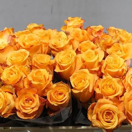 ROSE MALAGA