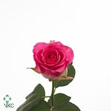 ROSE MALIBU