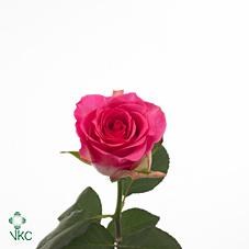 ROSE MALIBU