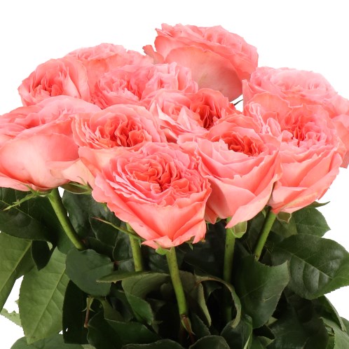 ROSE MANDARIN X-PRESSION 50cm | Wholesale Dutch Flowers & Florist ...