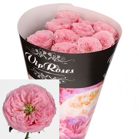 ROSE MANSFIELD PINK PARK 50cm | Wholesale Dutch Flowers & Florist ...