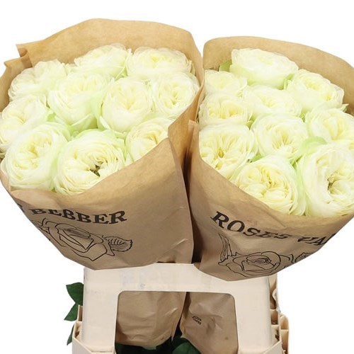 ROSE MARBLE ARCH
