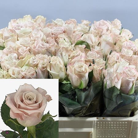 ROSE MENTA 40cm (Small Heads)