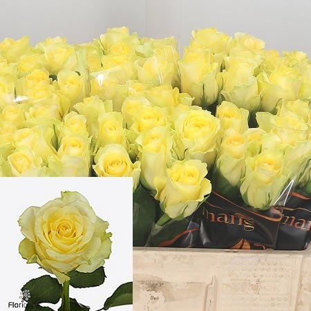 ROSE MINION 60cm | Wholesale Dutch Flowers & Florist Supplies UK