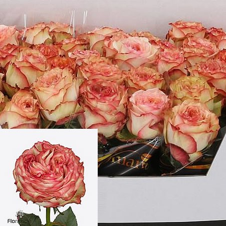 ROSE MIRACULOUS