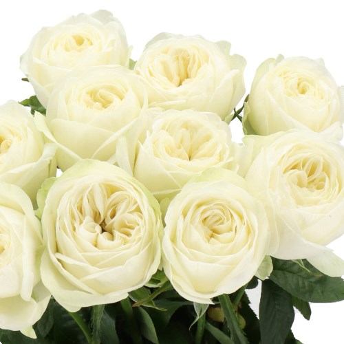 ROSE MIRANA GARDENS