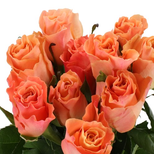 ROSE MISS JACKIE