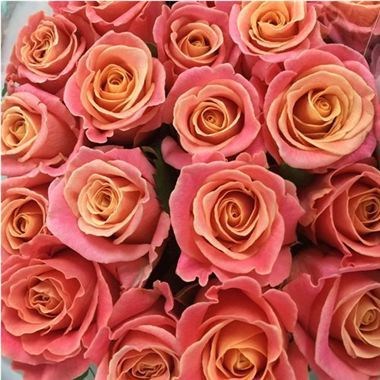 ROSE MISS PIGGY