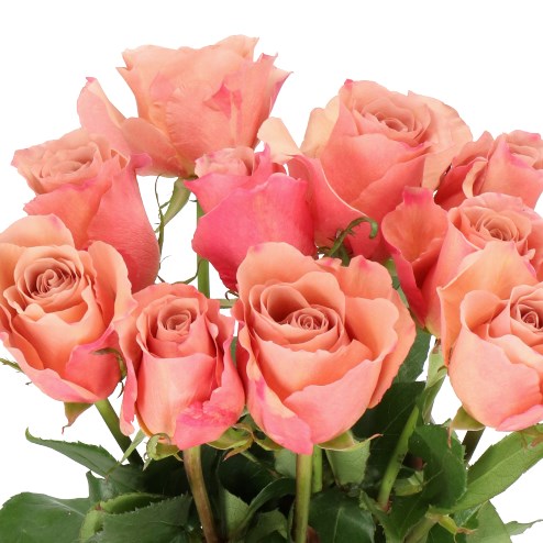 ROSE MOCCACHINO 50cm | Wholesale Dutch Flowers & Florist Supplies UK
