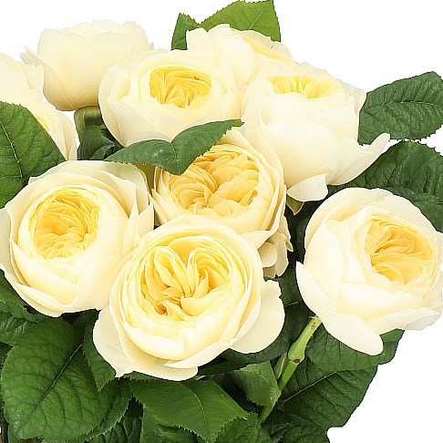 ROSE NONA
