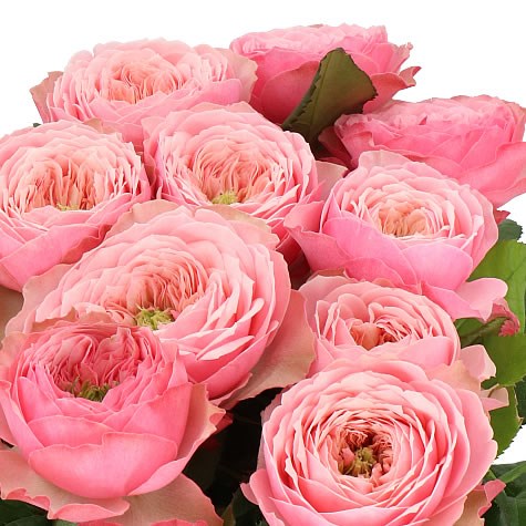 ROSE NORTHANGE ABBEY