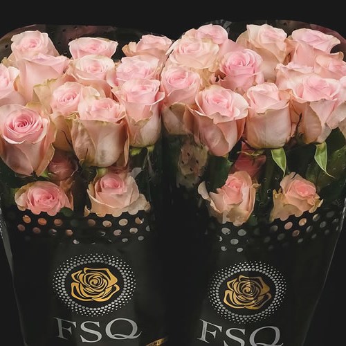 ROSE NOVIA (ECUADOR LARGE HEADS)