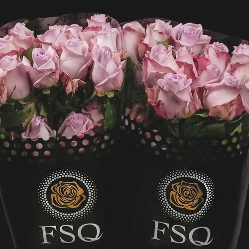 ROSE OCEAN SONG (ECUADOR LARGE HEADS)