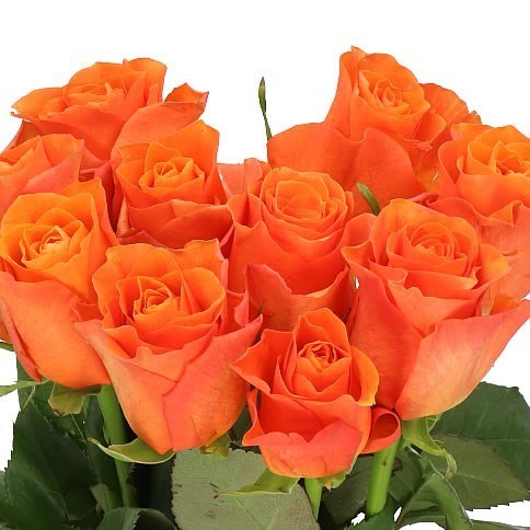 ROSE ORANGE WAVE