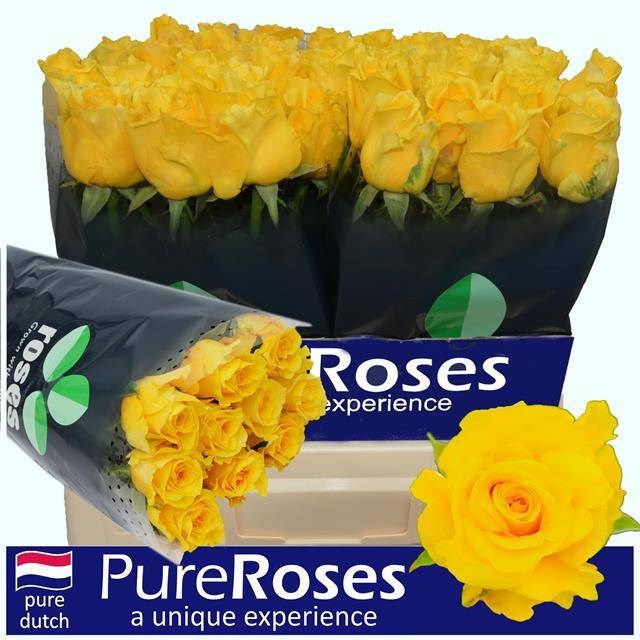 ROSE PALMARES