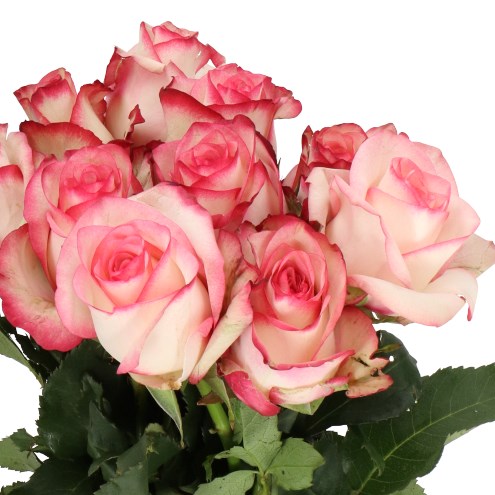 ROSE PALOMA (ECUADOR LARGE HEADS)