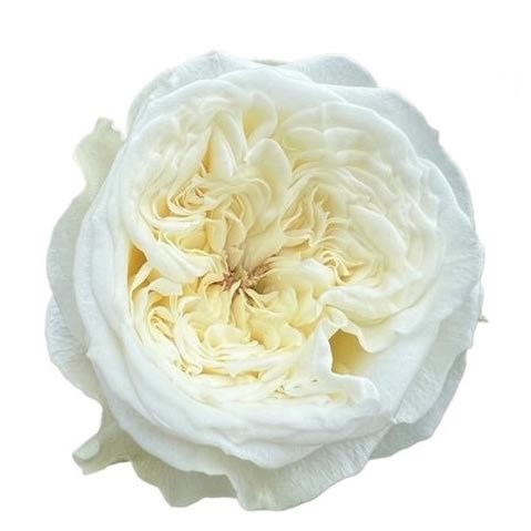 ROSE PARADISE WHITE