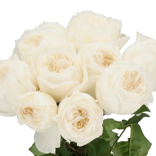 ROSE PARFUM BLANCHE