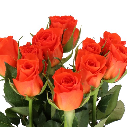 ROSE PATZ 35cm | Wholesale Dutch Flowers & Florist Supplies UK