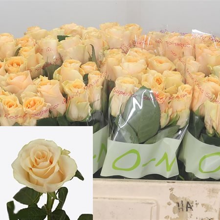 ROSE PEACH TACAZZI 50cm | Wholesale Dutch Flowers & Florist Supplies UK