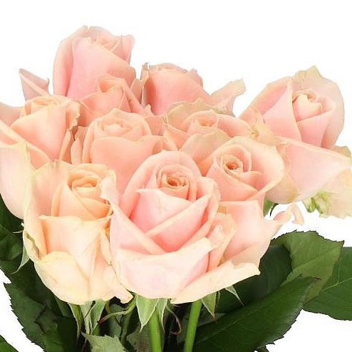 ROSE PEARL AVALANCHE