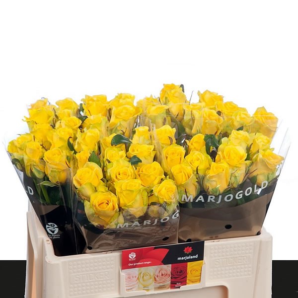 ROSE PENNY LANE 60cm Wholesale Dutch Flowers & Florist Supplies UK