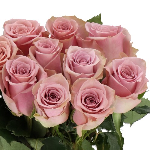 ROSE PILLOW TALK