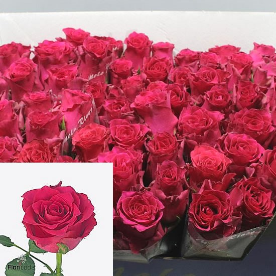 ROSE PINK RHODOS