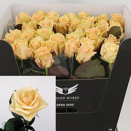 ROSE PRIMA DONNA 60cm | Wholesale Dutch Flowers & Florist Supplies UK