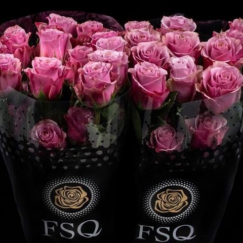 ROSE PURPLE MOON (ECUADOR LARGE HEADS) 