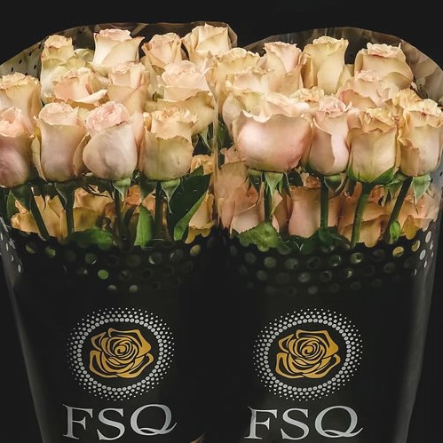 ROSE QUICK SAND (ECUADOR LARGE HEADS)