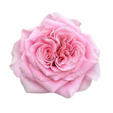 ROSE REBELLION PINK