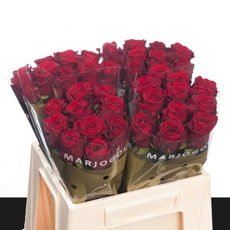 ROSE RED NAOMI 40cm | Wholesale Dutch Flowers & Florist Supplies UK