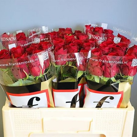 ROSE RED NAOMI